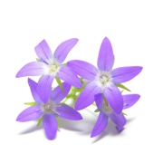 a.r.c.h.i.v. | purple blossoms