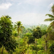indonesia | jungle
