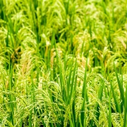 indonesia | rice field